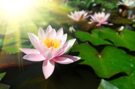 beautiful water lilyの写真素材
