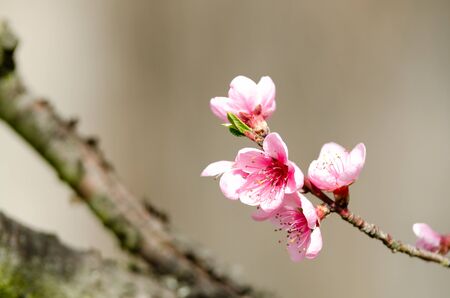 pink peach blossomの写真素材