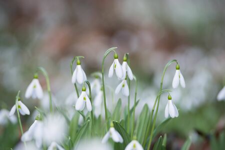 white snowdrop flowers in springの写真素材