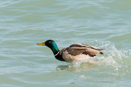 beautiful duck at Balaton