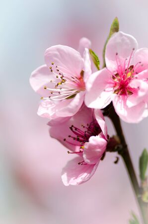 peach blossomの写真素材