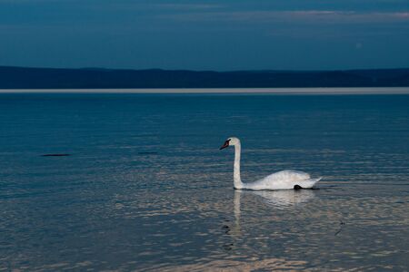 Swans on the lake Balaton in the night sky.の写真素材