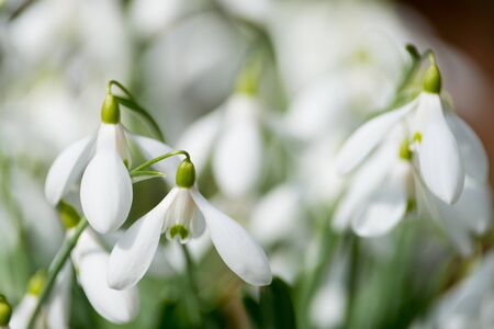 white snowdrop flowers in springの写真素材