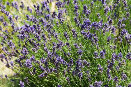 Colorful lavender field in Hungary, Tihanyの写真素材
