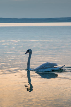 Swans on the lake Balaton in the sunset.