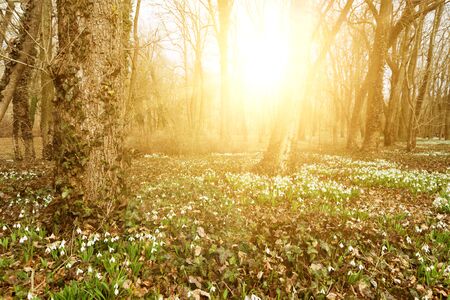 white snowdrop flowers in springの写真素材