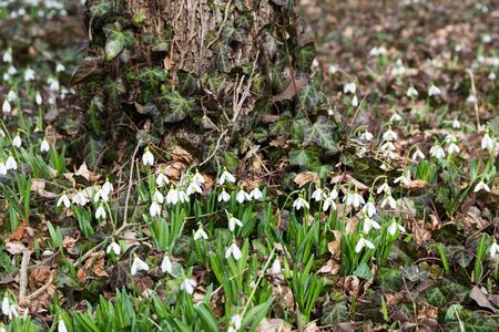 white snowdrop flowers in springの写真素材