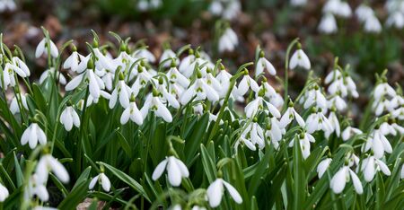 white snowdrop flowers in springの写真素材