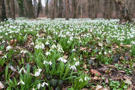 white snowdrop flowers in springの写真素材
