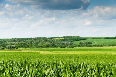 green field backgroundの写真素材
