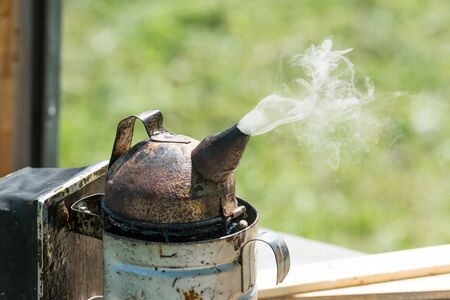 bee smokingの写真素材