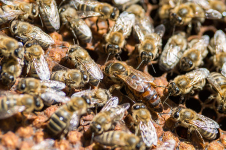 bee