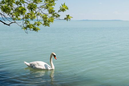 swan on lake Balatonの写真素材