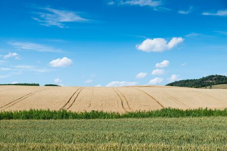 wheat landの写真素材