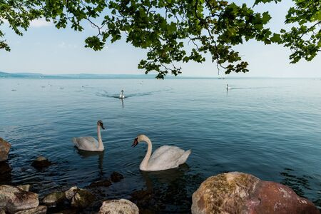 swan on lake Balatonの写真素材