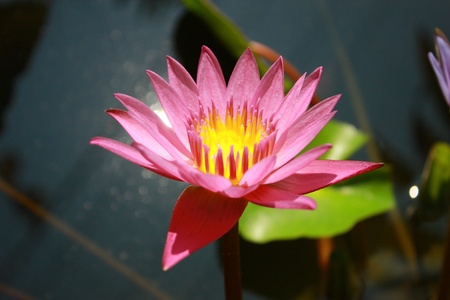 pink lotusの写真素材