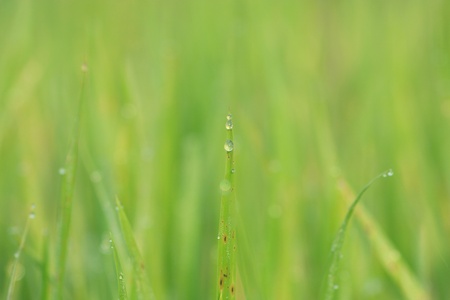 dew drop on the morningの写真素材