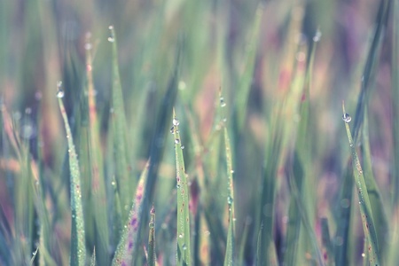 close up drops on the grassの写真素材