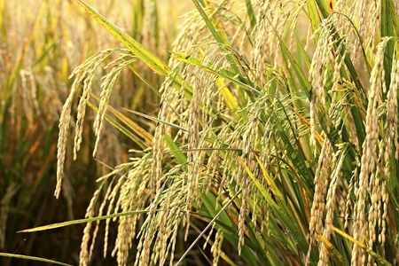 ear of rice ready for harvest in thai landの写真素材