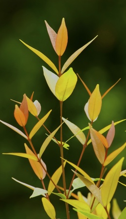 budding leaves の写真素材