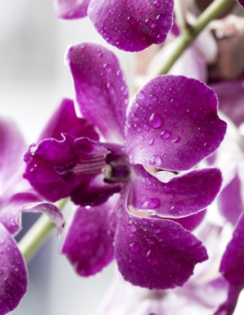 water drop on beautiful puple orchid after rainの写真素材