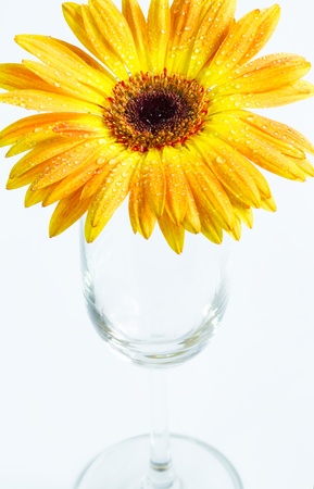 orange gerbera on wine glassの写真素材