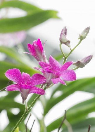 purple orchid with dew dropの写真素材