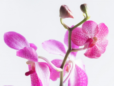 purple orchid on white background close upの写真素材