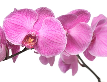 tint purple orchid on white backgroundの写真素材