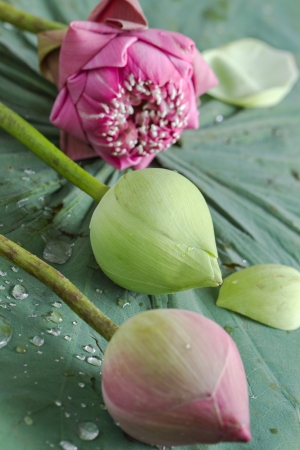 green and red lotus on their leafの写真素材