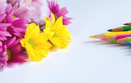 small chrysanthemum flower with color pencilの写真素材