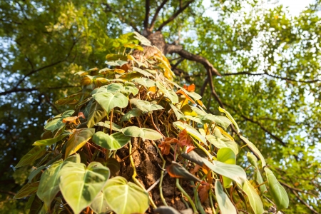 close up betel grow on high tree の写真素材