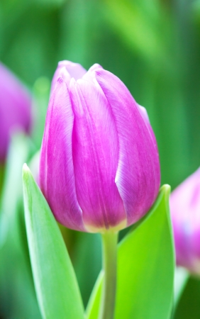purple tulip in gardenの写真素材