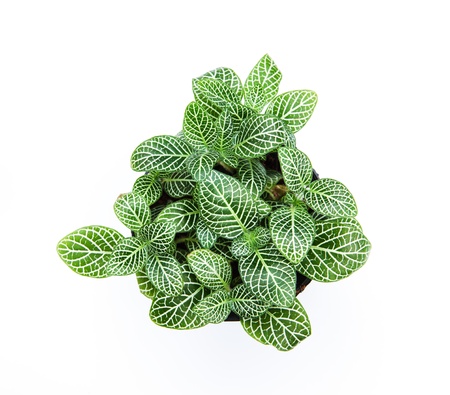 striped leaf ornamental plants on white backgroundの写真素材