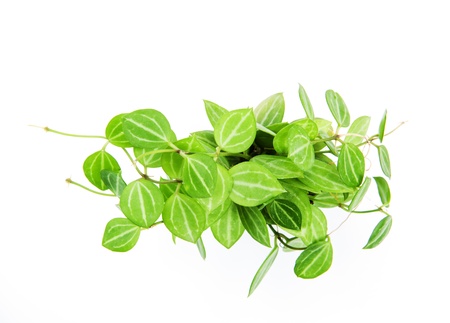 small climber ornamental plants on white backgroundの写真素材