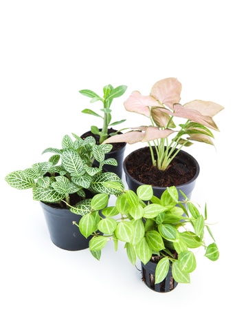 ornamental plants on white backgroundの写真素材