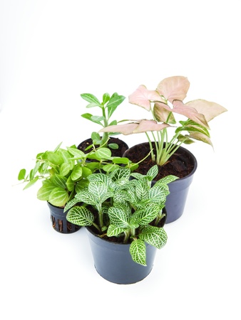 ornamental plants on white backgroundの写真素材