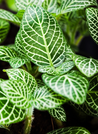 striped leaf ornamental  plants close upの写真素材