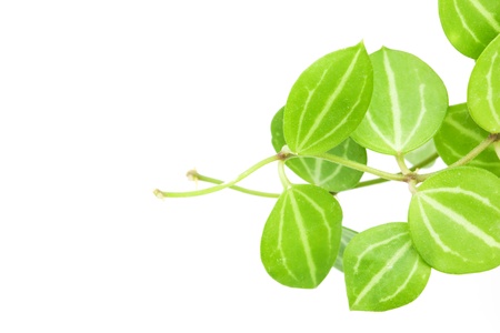 small climber ornamental plants on white backgroundの写真素材