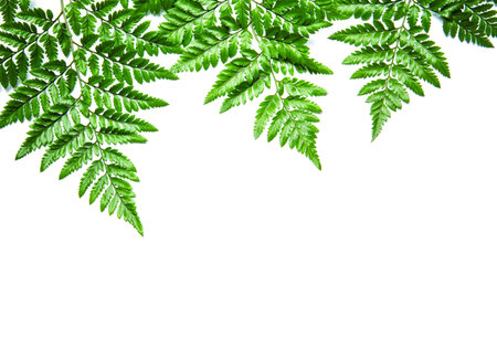 fern leaf on white backgroundの写真素材
