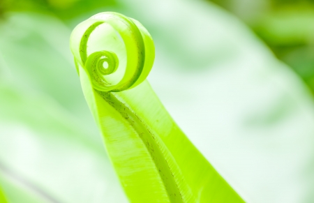 unfoldiing fern leaf close upの写真素材