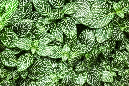striped leaf ornamental plants close upの写真素材