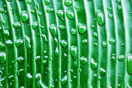 dew drop on banana leaf close upの写真素材