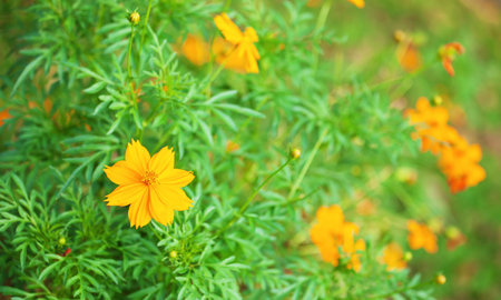 orange cosmos flower in the garden