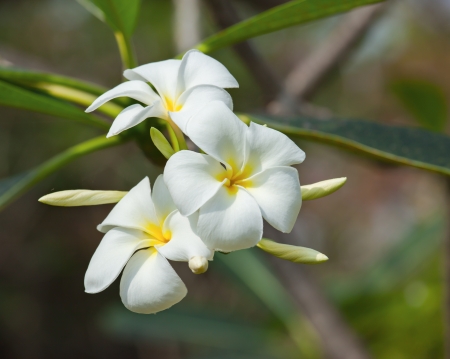 white frangipani flowerの写真素材