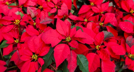 poinsettia flower in the gardenの写真素材