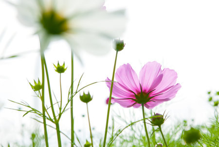 pink cosmos flower close upの写真素材