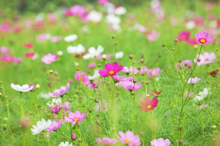 cosmos flower in the fieldの写真素材