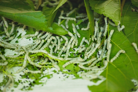 silk worm eating mulberryの写真素材