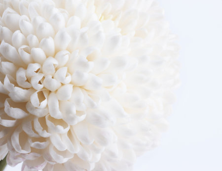 White Chrysanthemum close up